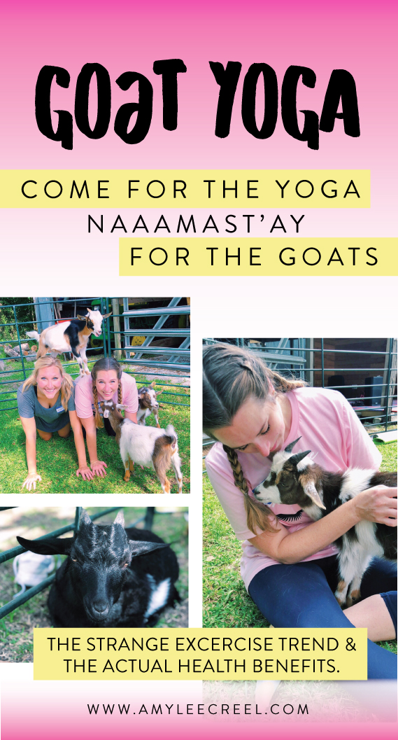 Goat-Yoga- A rising exercise trend and the real health benefits